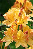 AZALEA MOLLIS HYBRID