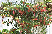 COLUMNEA SCHIEDEANA