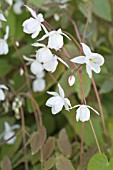 EPIMEDIUM X YOUNGIANUM NIVEUM