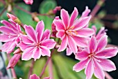 LEWISIA COTYLEDON