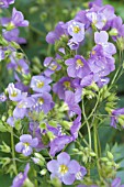 POLEMONIUM LAMBROOK MAUVE