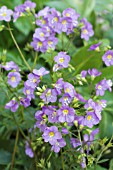 POLEMONIUM, LAMBROOK MAUVE