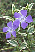 VINCA MAJOR VARIEGATA