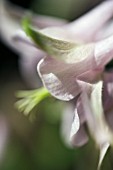 AQUILEGIA HYBRID PASTEL PINK