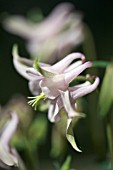 AQUILEGIA HYBRID PASTEL PINK