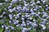 CEANOTHUS THYRSIFLORUS REPENS