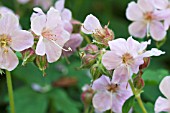 GERANIUM DALMATICUM