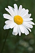 LEUCANTHEMUM VULGARE