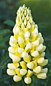 LUPINUS CHANDELIER RUSSELL HYBRID, (SYN. LUPINUS KRONLEUCHTER)