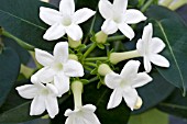 STEPHANOTIS FLORIBUNDA