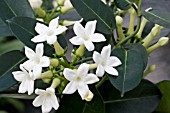 STEPHANOTIS FLORIBUNDA