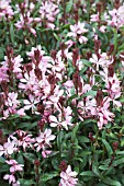 GAURA LINDHEIMERI LILLIPOP PINK, (SYN. GAURA LINDHEIMERI REDGAPI)