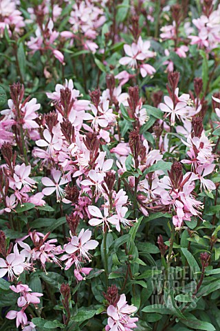 GAURA_LINDHEIMERI_LILLIPOP_PINK_SYN_GAURA_LINDHEIMERI_REDGAPI