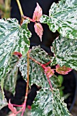 ACER X CONSPICUUM SILVER CARDINAL