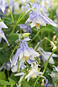 AQUILEGIA SPRING MAGIC BLUE WHITE