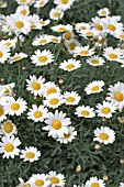 ARGYRANTHEMUM FRUTESCENS MOLIMBA