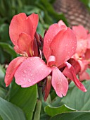 CANNA INCANA DWARF BEDDING