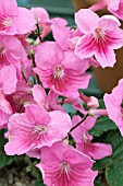 STREPTOCARPUS  FLEISCHLE PRINCESS