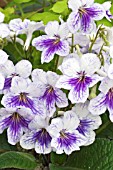 STREPTOCARPUS  JACQUIE