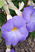 THUNBERGIA ERECTA