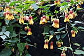 ABUTILON X MILLERI