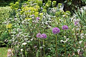 ALLIUM HOLLANDICUM WITH ANTHRISCUS SYLVESTRIS RAVENSWING