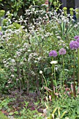 ALLIUM HOLLANDICUM WITH ANTHRISCUS SYLVESTRIS RAVENSWING