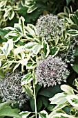 ALLIUM KARATAVIENSIS WITH EUONYMUS FORUNEI SILVER QUEEN