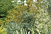 AZARA LANCEOLATA WITH WEIGELIA FLORIDA