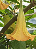 BRUGMANSIA X CANDIDA GRAND MARNIER