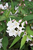 DEUTZIA X ROSEA