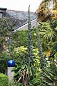 ECHIUM PININANA WITH TRACHYCARPUS FORTUNEI