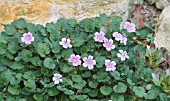 ERODIUM CORSICUM