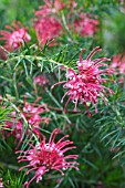 GREVILLEA ROSMARINIFLOLIA