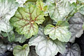 HEUCHERA GREEN SPICE