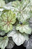 HEUCHERA GREEN SPICE