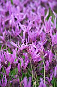 LAVANDULA STOECHAS PEDUNCULATA