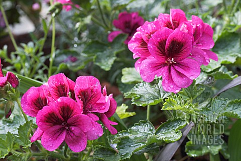 PELARGONIUM_ASBY_SCENTED_LEAVED_TYPE