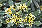 PITTOSPORUM TOBIRA VARIEGATUM