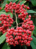 COTONEASTER WATERERI BERRIES