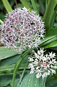 ALLIUM KARATAVIENSIS