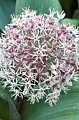 ALLIUM KARATAVIENSIS