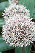 ALLIUM KARATAVIENSIS