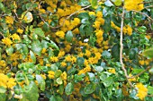 AZARA LANCEOLATA