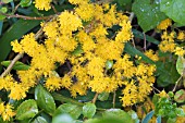 AZARA LANCEOLATA