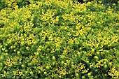 EUPHORBIA CYPARISSIAS