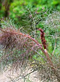 FOENICULUM VULGARE PURPUREUM