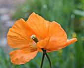 MECONOPSIS CAMBRICA