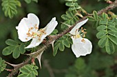 ROSA SERICEA OMEINSIS PTERACANTHA, SHRUB ROSE