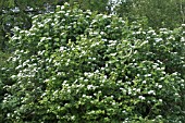 VIBURNUM FURCATUM